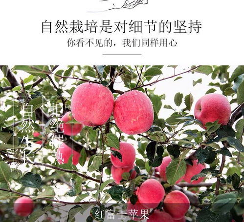 陕西冰糖心红富士苹果当季水果新鲜丑苹果脆甜3 5 10斤整箱批发价